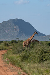 Żyrafa (camelopaurdalis) spacerująca nieopodal gruntowej drogi na sawannie, Park Narodowy Tsavo i rezerwat wzgórz Taita, Kenia © Kamil_k2p