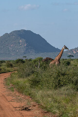 Żyrafa (camelopaurdalis) spacerująca pomiędzy krzewami na sawannie, Park Narodowy Tsavo i rezerwat wzgórz Taita, Kenia © Kamil_k2p