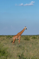 Żyrafa (camelopaurdalis) spacerująca pomiędzy krzewami na sawannie, Park Narodowy Tsavo i rezerwat wzgórz Taita, Kenia, Afryka © Kamil_k2p