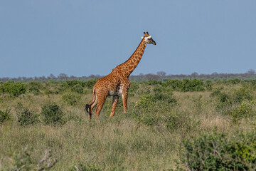 Żyrafa (camelopaurdalis) spacerująca pomiędzy krzewami na sawannie, Park Narodowy Tsavo i rezerwat wzgórz Taita, Kenia, Afryka © Kamil_k2p