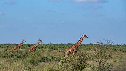 Żyrafa (camelopaurdalis) stado spacerujące pomiędzy drzewami i krzewami na sawannie, Park Narodowy Tsavo i rezerwat wzgórz Taita, Kenia © Kamil_k2p