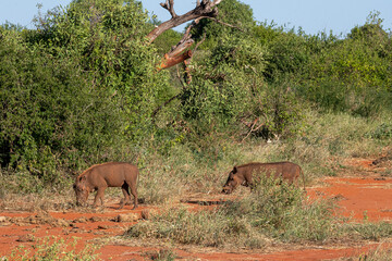 dwa dorosłe guźce (Phacochoerus), wypasające się na sawannie, Park Narodowy Tsavo i rezerwat...