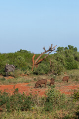 Zebra (Costae) i stado guźców (Phacochoerus), wypasające się na sawannie, Park Narodowy Tsavo i rezerwat wzgórz Taita, Kenia © Kamil_k2p