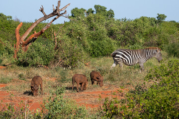 Zebra (Costae) i stado guźców (Phacochoerus), wypasające się na sawannie, Park Narodowy Tsavo i rezerwat wzgórz Taita, Kenia © Kamil_k2p