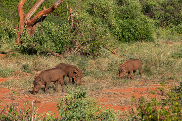 stado guźców (Phacochoerus), wypasające się na sawannie, Park Narodowy Tsavo i rezerwat wzgórz Taita, Kenia © Kamil_k2p