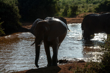 Słoń afrykański (Loxodonta africana), rodzina przy wodopoju na sawannie w Park Narodowy Tsavo East, Kenia, Afryka - obrazy, fototapety, plakaty