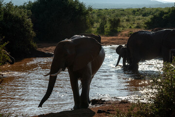Słoń afrykański (Loxodonta africana), rodzina przy wodopoju na sawannie w Park Narodowy Tsavo East, Kenia, Afryka