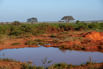 wodopój na sawannie w parku narodowym Tsavo Est w Kenii. Niewielkie oczko wodne w czerwonej gliniastej ziemi. W tle rosnące baobab i akacja © Kamil_k2p