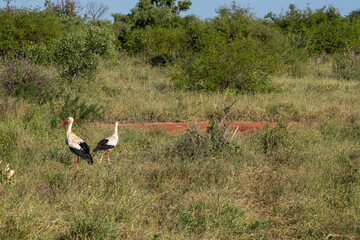 Bocian Biały (Ciconia ciconia), dwa spacerujące bociany na sawannie, Park Narodowy Tsavo i rezerwat wzgórz Taita, Kenia © Kamil_k2p