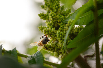 a bee collecting pollen on a tree flower