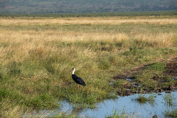 Bocian wełnisty (Ciconia episcopus), duży ptak brodzący zauważony podczas safari w Parku Narodowym Tsavo Est, Kenia, Afryka © Kamil_k2p
