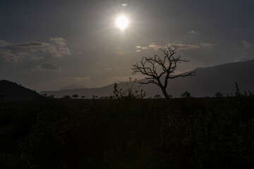 koniec dnia, słońce ostatnimi promieniami oświetla Park Narodowy Tsavo i rezerwat wzgórz Taita, Kenia, Afryka © Kamil_k2p