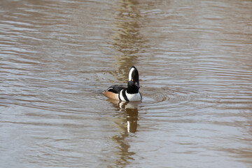 Hooded Mergansers