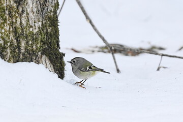 雪の中を歩くキクイタダキ