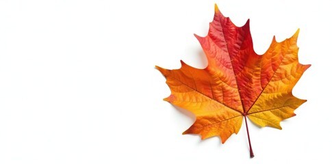 Obraz premium Single large maple leaf isolated on white background, tree, leafy, maple