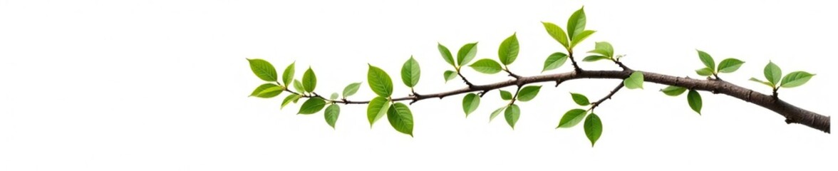 single tree branch isolated on white background, botanical, tree branch, wood