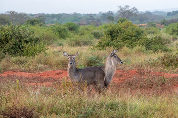 Kob śniady (Kobus ellipsiprymnus) gatunek ssaka z rodziny krętorogich (Bovidae), dwie samice na sawannie w Park Narodowy Tsavo i rezerwat wzgórz Taita, Keni © Kamil_k2p