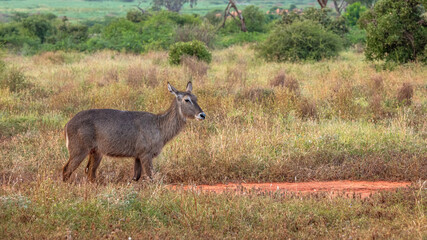 Kob śniady (Kobus ellipsiprymnus) gatunek ssaka z rodziny krętorogich (Bovidae), samica na sawannie w Park Narodowy Tsavo i rezerwat wzgórz Taita, Keni © Kamil_k2p
