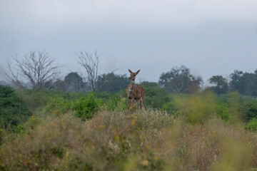 Samica kudu większego (Tragelaphus Strepsiceros) rozglądając się po sawannie w Park Narodowy Tsavo East, Kenia, Afryka