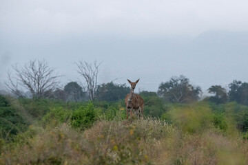 Samica kudu większego (Tragelaphus Strepsiceros) rozglądając się po sawannie w Park Narodowy Tsavo East, Kenia, Afryka © Kamil_k2p