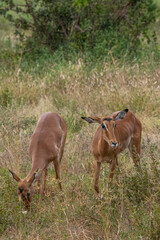Impala - Aepyceros melampus, mała, szybka antylopa z afrykańskiej sawanny, dwie samice pasące się na sawannie, Park Narodowy Tsavo i rezerwat wzgórz Taita, Kenia