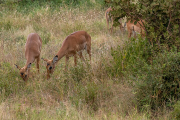 Impala - Aepyceros melampus,  stado na sawannie, Park Narodowy Tsavo i rezerwat wzgórz Taita, Kenia © Kamil_k2p