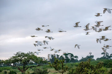 Czapla biała (Ardea Alba) liczne stado lecące lecąca nad sawanną, Park Narodowy Tsavo i rezerwat wzgórz Taita, Kenia