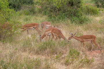 Impala - Aepyceros melampus, mała, szybka antylopa z afrykańskiej sawanny, stado na sawannie, Park Narodowy Tsavo i rezerwat wzgórz Taita, Kenia © Kamil_k2p