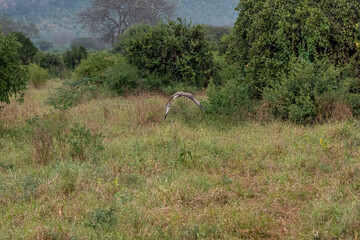 nisko lecący podczas polowania  Sokół wędrowny (Falco peregrinus), Park Narodowy Tsavo i rezerwat wzgórz Taita, Kenia, Afryka