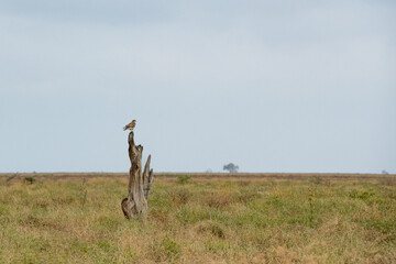 siedzący na suchym pniu drzew Sokół wędrowny (Falco peregrinus), Park Narodowy Tsavo i rezerwat wzgórz Taita, Kenia, Afryka