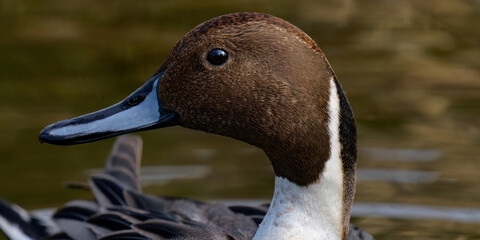 Portrait d'un canard pilet dans un lac