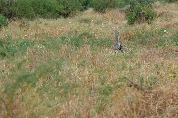 Drop olbrzymi (Ardeotis kori), zwany Kori Bustarad na trawach sawanny. Gatunek bliski zagrożenia wyginięciem. Park Narodowy Tsavo i rezerwat wzgórz Taita, Kenia, Afryka