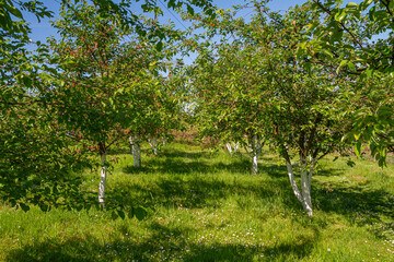 Painted Tree Trunks for Pest Protection in Orchard | Malowane pnie drzew jako ochrona przed szkodnikami w sadzie