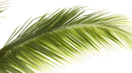 Obraz premium A Vibrant Green Palm Frond Against A Bright White Backdrop
