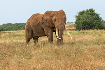 Słoń afrykański (Loxodonta africana), ogromny samiec z wielkimi kłami pasący się na sawannie w Park Narodowy Tsavo East  i rezerwat wzgórz Taita, Afryka © Kamil_k2p
