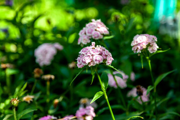 Lilac Phlox Flowers Against Greenery