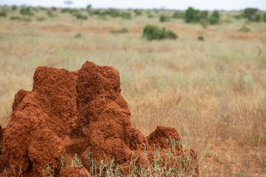 Kopiec termit&oacute;w w sawannie, Park Narodowy Tsavo Est i rezerwat wzg&oacute;rz Taita, Kenia