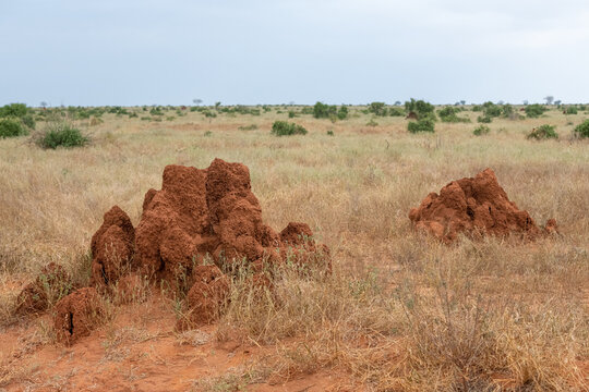 Kopiec termit&oacute;w w sawannie, Park Narodowy Tsavo Est i rezerwat wzg&oacute;rz Taita, Kenia