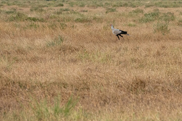 Sekretarze (Sagittarius Serpentarius) to drapieżne ptaki zamieszkujące afrykańskie sawanny, Park Narodowy Tsavo i rezerwat wzgórz Taita, Kenia © Kamil_k2p