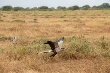 Sekretarze (Sagittarius Serpentarius) to drapieżne ptaki zamieszkujące afrykańskie sawanny, Park Narodowy Tsavo i rezerwat wzgórz Taita, Kenia © Kamil_k2p