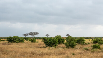panorama sawanny, Park Narodowy Tsavo i rezerwat wzgórz Taita, Kenia, Afryka - obrazy, fototapety, plakaty