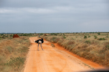 Struś północnoafrykański, struś czerwonoszyi (Struthio camelus) na drodze biegnącej przez na sawanne, Park Narodowy Tsavo i rezerwat wzgórz Taita, Kenia © Kamil_k2p