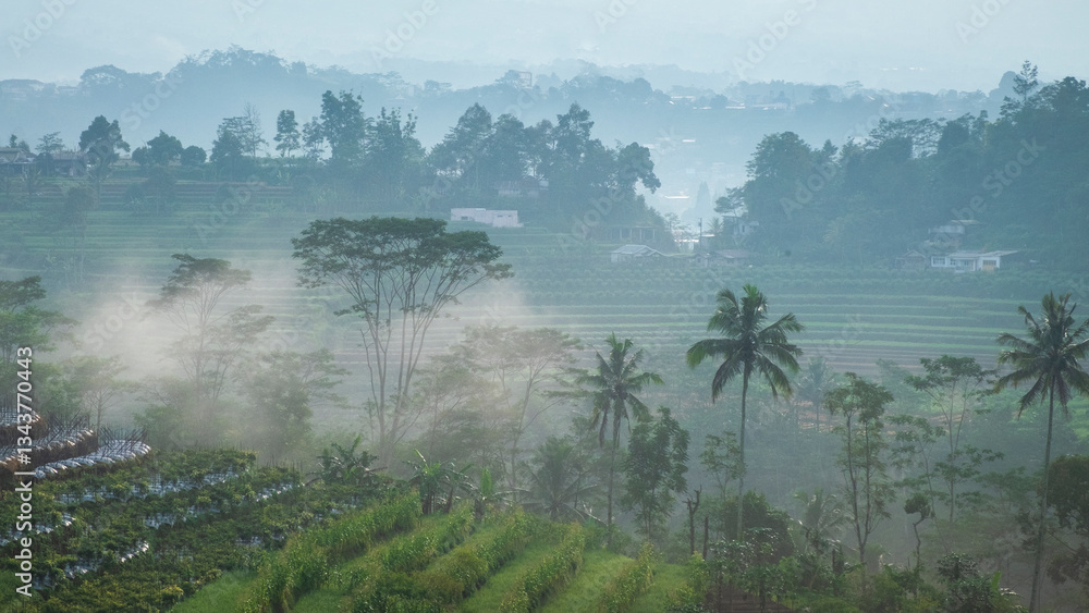 Poster view of trees covered in fog in the countryside. typical indonesian rural landscape. ecology and env