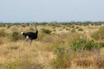 Struś północnoafrykański, struś czerwonoszyi (Struthio camelus) na sawannie, Park Narodowy Tsavo i rezerwat wzgórz Taita, Kenia