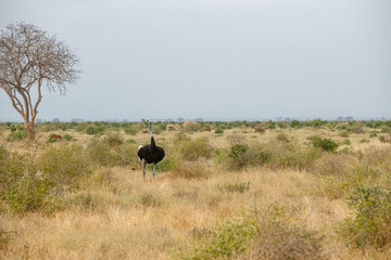 Struś północnoafrykański, struś czerwonoszyi (Struthio camelus) samiec na sawannie, Park Narodowy Tsavo i rezerwat wzgórz Taita, Kenia