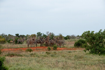 Zebra (equus) stado posilające się na sawannie, Park Narodowy Tsavo i rezerwat wzgórz Taita, Kenia © Kamil_k2p