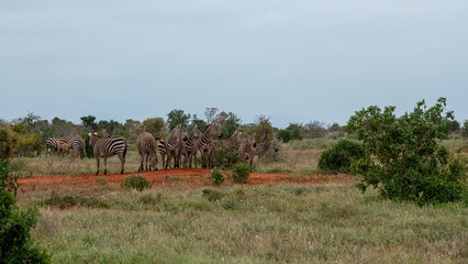 Zebra (equus) stado posilające się na sawannie, Park Narodowy Tsavo i rezerwat wzgórz Taita, Kenia © Kamil_k2p
