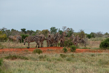 Zebra (equus) stado posilające się na sawannie, Park Narodowy Tsavo i rezerwat wzgórz Taita, Kenia © Kamil_k2p