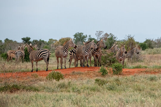 Fototapeta Zebra (equus) duże stado posilające się na sawannie, Park Narodowy Tsavo i rezerwat wzgórz Taita, Kenia