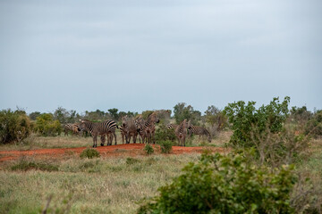 Zebra (equus) stado posilające się na sawannie, Park Narodowy Tsavo i rezerwat wzgórz Taita, Kenia